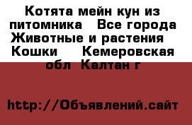 Котята мейн-кун из питомника - Все города Животные и растения » Кошки   . Кемеровская обл.,Калтан г.